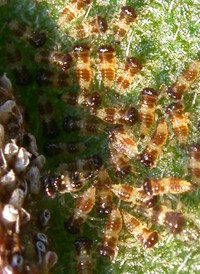 Entylia carinata